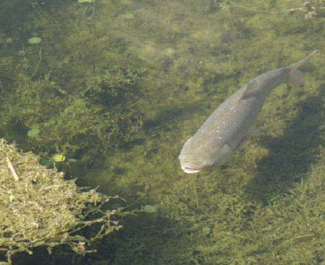 Grass Carp