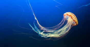 15 Amazing Facts about Jellyfish Jellyfish
