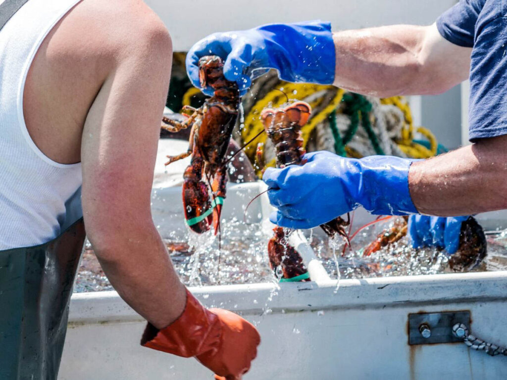 Lobstering