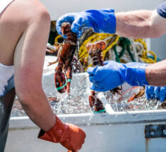 Essential Equipment You Need for Lobstering