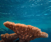 Hard Coral vs Soft Coral: What’s the Difference?