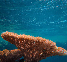 Hard Coral vs Soft Coral: What’s the Difference?