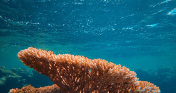 Hard Coral vs Soft Coral: What’s the Difference? Coral