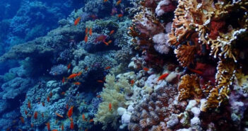 Coral Bleaching – Between Personal Experience and Scientific Knowledge Coral Bleaching - Patrizia Stipchich