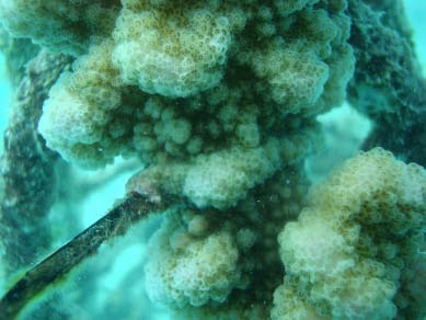 Coral Bleaching - Patrizia Stipchich
