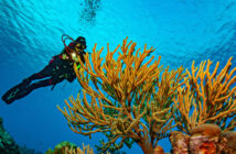 Dive Curacao