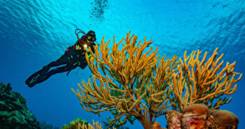 Dive Curacao