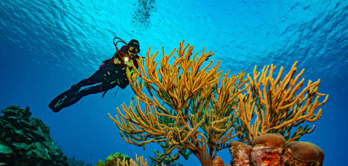 Dive Curacao