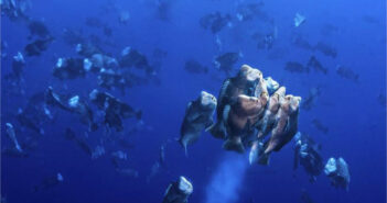 The New Moon Spawning 10-Day Adventure Aboard The Palau Siren – Save $500