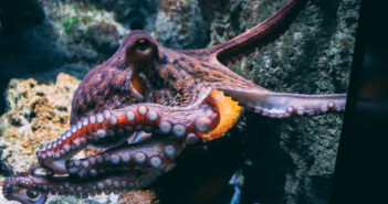 Squid Vs Octopus: What is the difference? Octopus