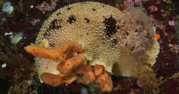 Learn More About The Pacific Sea Lemon Pacific Sea Lemon