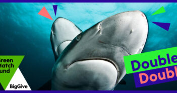 Double Bubble for the Shark Trust Shark Trust Double Bubble