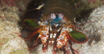 A Photo Exhibition by Terry Stocker A.K.A The Geriatric Diver The Geriatric Diver