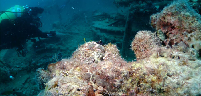 Uncover Egypt’s Underwater Marvels: Dive into Adventure with Irresistible Liveaboard Deals!