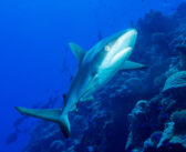 Discover the Untouched Beauty of Micronesia’s Bikini Atoll