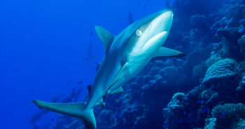 Discover the Untouched Beauty of Micronesia’s Bikini Atoll Bikini Atoll