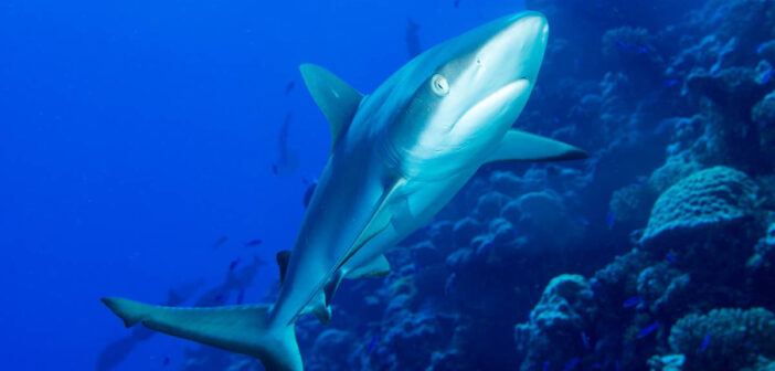 Discover the Untouched Beauty of Micronesia’s Bikini Atoll