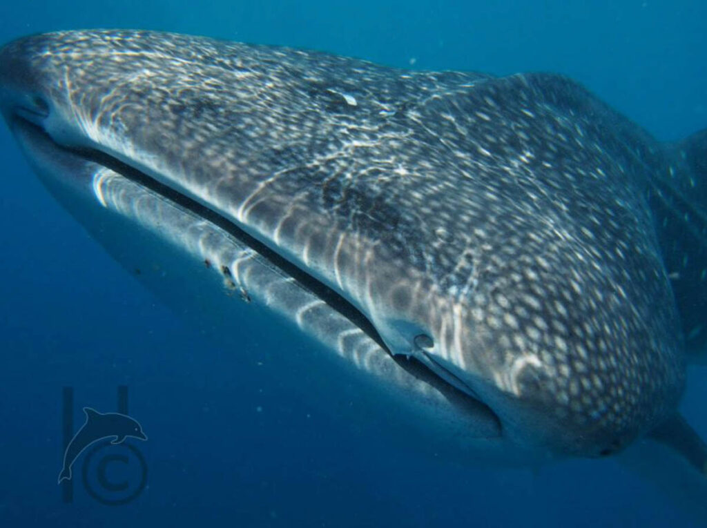 Charlotte Hesterman Whale Sharks