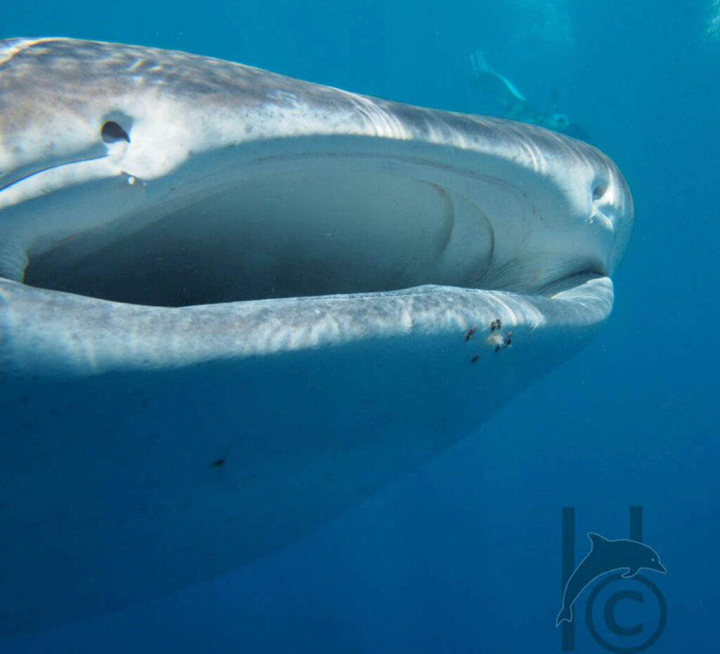 Charlotte Hesterman Whale Sharks