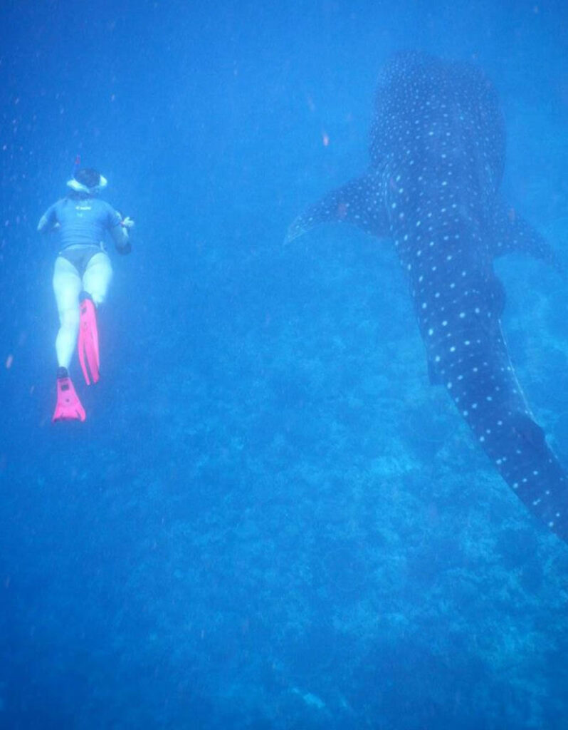 Charlotte Hesterman Whale Sharks