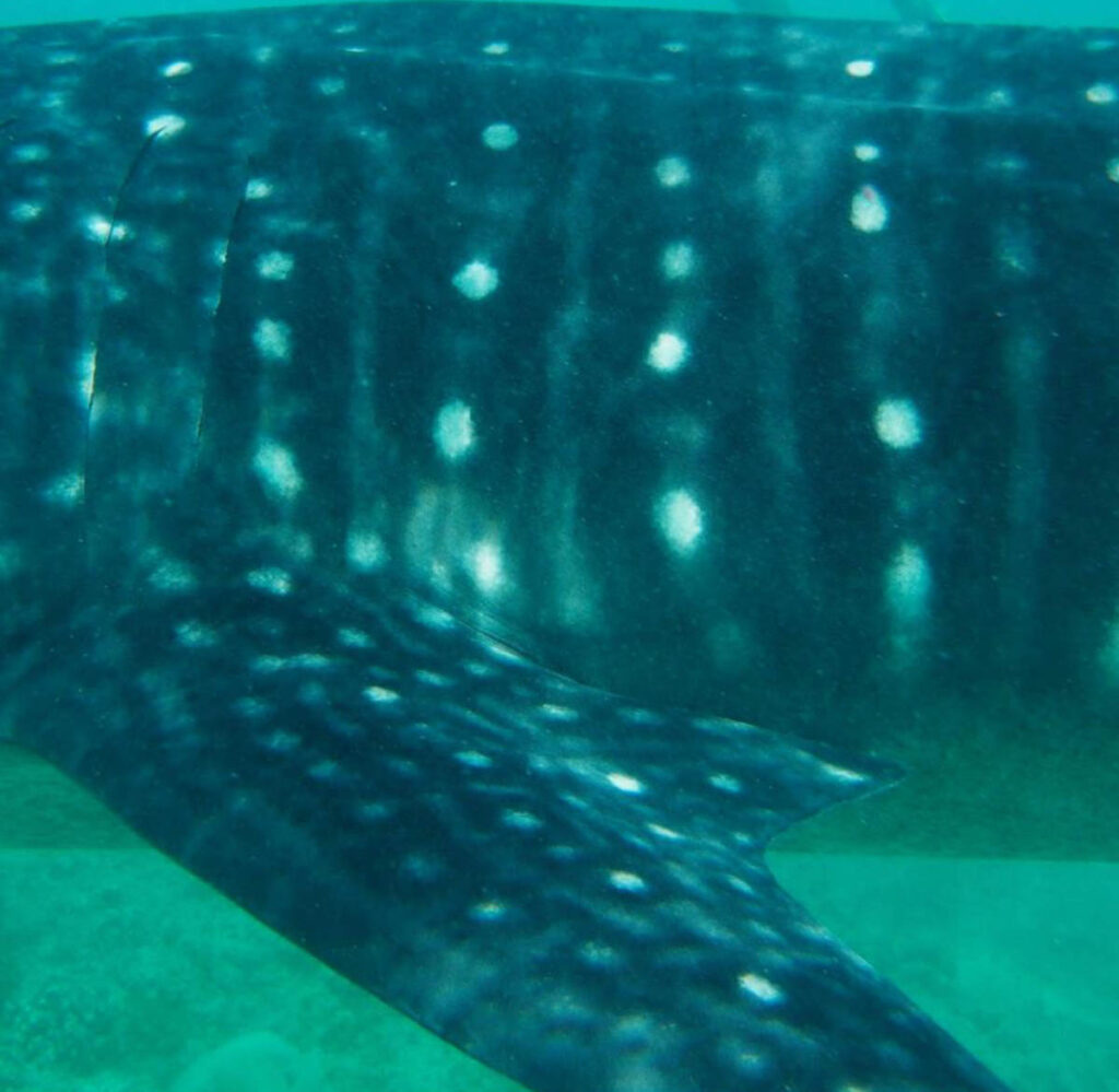 Charlotte Hesterman Whale Sharks