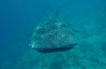 Charlotte Hesterman Whale Sharks