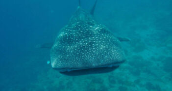 Researching Whale Sharks in the Maldives Charlotte Hesterman Whale Sharks