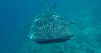 Charlotte Hesterman Whale Sharks