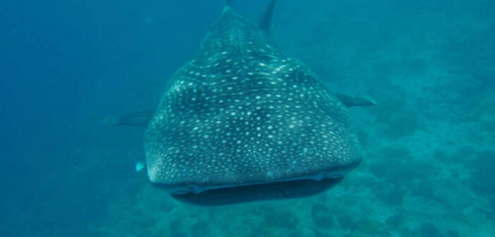 Charlotte Hesterman Whale Sharks