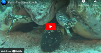 Will Conch Fishing Become a Thing of the Past in the Bahamas? Conch Queen