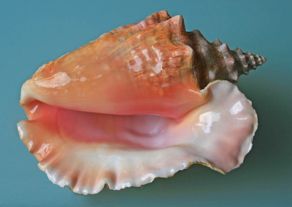 Conch Shell