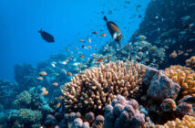 Coral Reef - Underwater World
