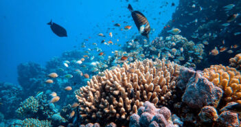 Dive into Conservation: How Scuba Divers Can Help Save Our Oceans Coral Reef - Underwater World