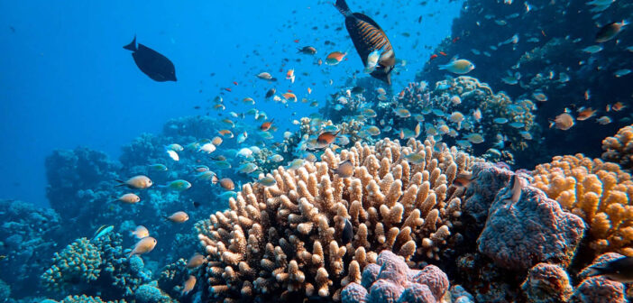 Coral Reef - Underwater World