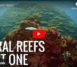 Coral Reef Video Part 1