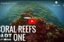 Coral Reef Video Part 1