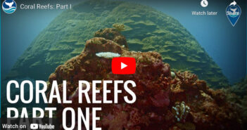 Coral Reefs: Part I Coral Reef Video Part 1