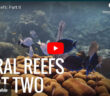 Coral Reef Video Part 2