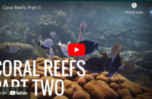 Coral Reef Video Part 2