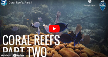 Coral Reef Video Part 2