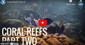 Coral Reefs: Part II Coral Reef Video Part 2