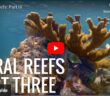 Coral Reef Video Part 3