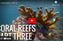 Coral Reef Video Part 3