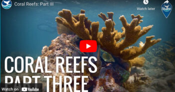 Coral Reefs: Part III Coral Reef Video Part 3