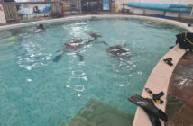 Diverse Scuba Pool