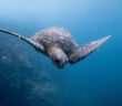 Diving the Galapagos Islands