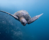 Discover the Untamed Beauty of the Galapagos Underwater
