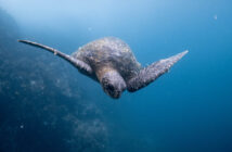 Diving the Galapagos Islands