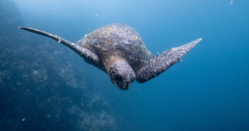 Galapagos: The Evolutionary Marvel Diving the Galapagos Islands