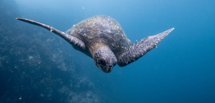 Diving the Galapagos Islands
